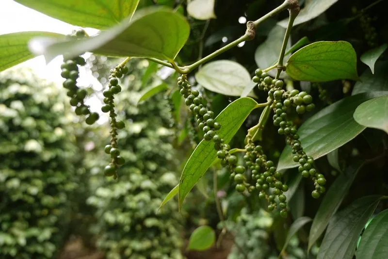 Sản phẩm Black Pepper Farm 1024x684 1 — Công Ty Cổ Phần Phalco Việt Nam — MST 0106224666