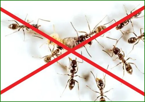 Sản phẩm 4 — Trừ Mối Khử Trùng Hải Lâm - Công Ty Cổ Phần Chống Mối Khử Trùng Hải Lâm — MST 0106226695