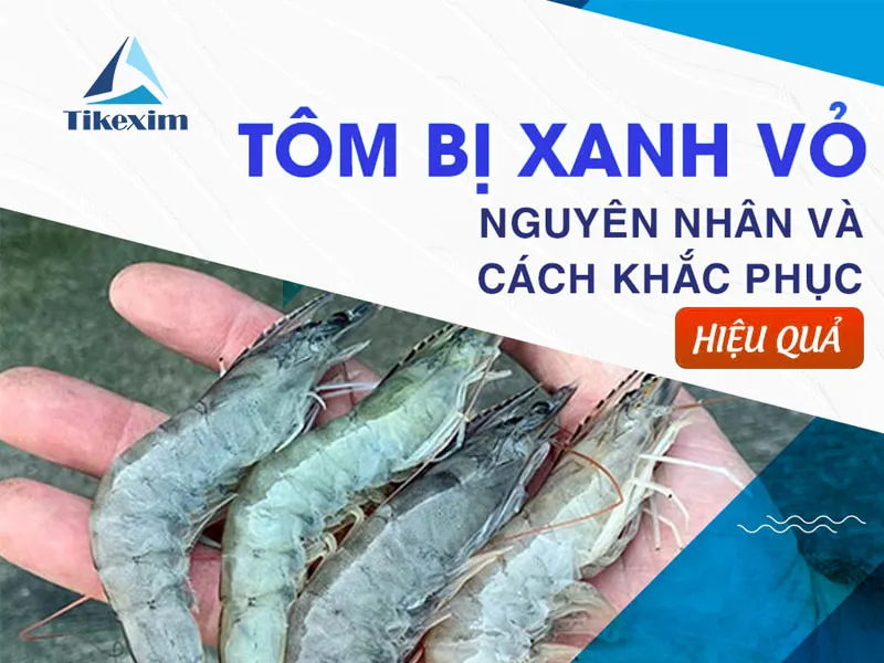 Sản phẩm tom bi vo xanh Thien Khanh — Công Ty TNHH Xuất Nhập Khẩu Thiên Khánh — MST 0106305273