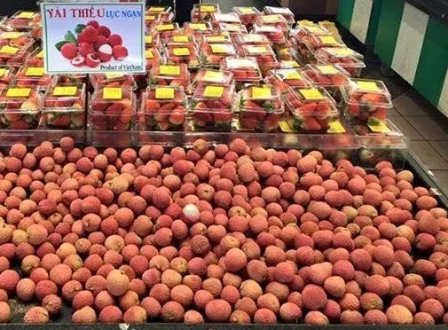 Sản phẩm vaithieu_1675909097 — Công Ty TNHH Sở Hữu Trí Tuệ Trần & Trần — MST 0106307457