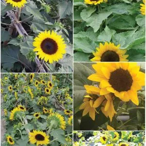 Sản phẩm 32. Helianthus Hướng dương VHA 50 300x300 — Việt á Seeds - Công Ty TNHH Phát Triển Nông Nghiệp Việt Á — MST 0106362578