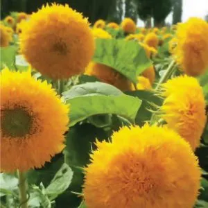 Sản phẩm 8. Hoa hương dương kép VHA 89.1 300x300 — Việt á Seeds - Công Ty TNHH Phát Triển Nông Nghiệp Việt Á — MST 0106362578