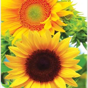 Sản phẩm Hoa Huong Duong Brown VAH91 300x300 — Việt á Seeds - Công Ty TNHH Phát Triển Nông Nghiệp Việt Á — MST 0106362578