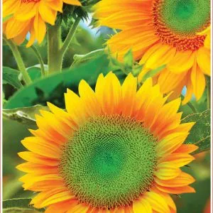 Sản phẩm Hoa Huong Duong Green VAH90 300x300 — Việt á Seeds - Công Ty TNHH Phát Triển Nông Nghiệp Việt Á — MST 0106362578