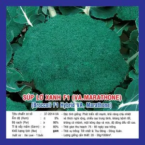 Sản phẩm Sup lo xanh Marathone 300x300 — Việt á Seeds - Công Ty TNHH Phát Triển Nông Nghiệp Việt Á — MST 0106362578