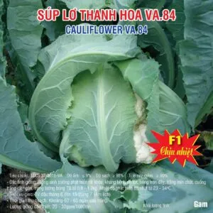 Sản phẩm 20250718 Lơ trắng Thanh Hoa 84 1 300x300 — Việt á Seeds - Công Ty TNHH Phát Triển Nông Nghiệp Việt Á — MST 0106362578