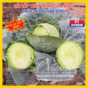 Sản phẩm CAI BAP TP VA 8080 300x300 — Việt á Seeds - Công Ty TNHH Phát Triển Nông Nghiệp Việt Á — MST 0106362578