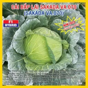 Sản phẩm cai bap SAKADA 070 300x300 — Việt á Seeds - Công Ty TNHH Phát Triển Nông Nghiệp Việt Á — MST 0106362578