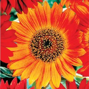 Sản phẩm 31. Hoa hướng dương đỏ VAH 84 300x300 — Việt á Seeds - Công Ty TNHH Phát Triển Nông Nghiệp Việt Á — MST 0106362578