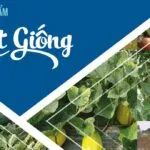Sản phẩm cf0d3c9fa89355cd0c82 150x150 — Việt á Seeds - Công Ty TNHH Phát Triển Nông Nghiệp Việt Á — MST 0106362578
