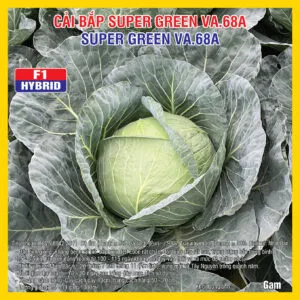 Sản phẩm cai bap super green 68a 300x300 — Việt á Seeds - Công Ty TNHH Phát Triển Nông Nghiệp Việt Á — MST 0106362578