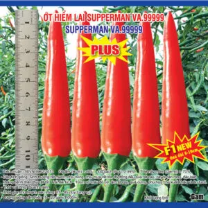 Sản phẩm 20230809 Ớt 99999 Plus 300x300 — Việt á Seeds - Công Ty TNHH Phát Triển Nông Nghiệp Việt Á — MST 0106362578