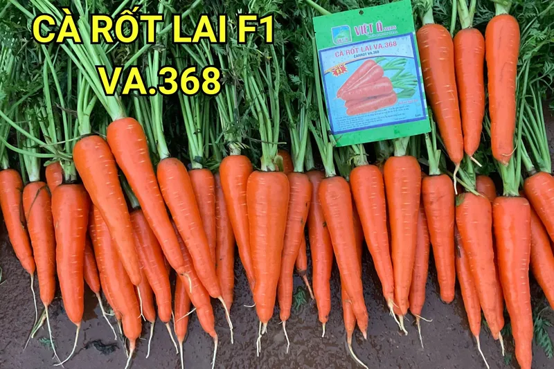 Sản phẩm CÀ RỐT LAI F1 VA.368 1 scaled — Việt á Seeds - Công Ty TNHH Phát Triển Nông Nghiệp Việt Á — MST 0106362578