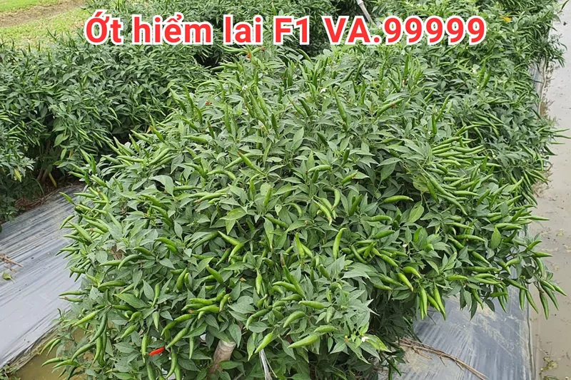 Sản phẩm CÀ RỐT LAI F1 VA.368 3 scaled — Việt á Seeds - Công Ty TNHH Phát Triển Nông Nghiệp Việt Á — MST 0106362578