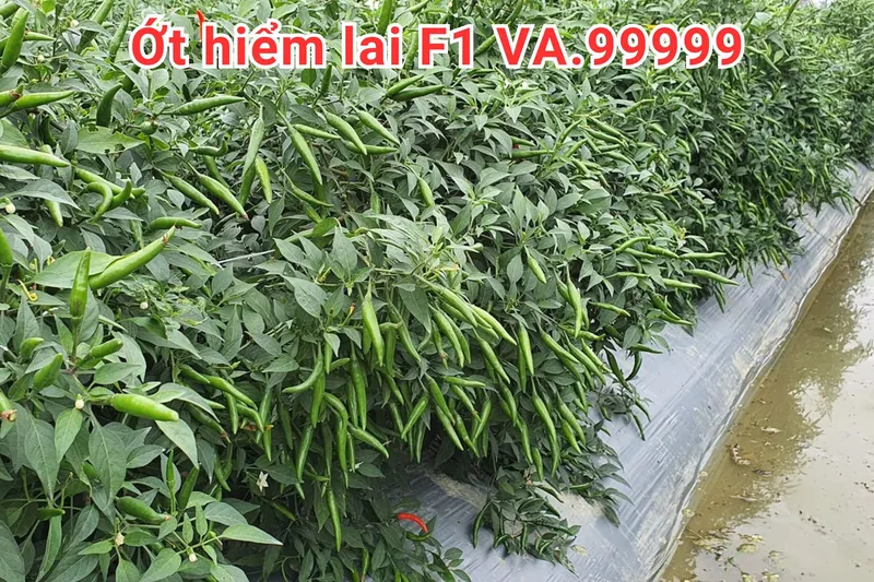 Sản phẩm CÀ RỐT LAI F1 VA.368 4 scaled — Việt á Seeds - Công Ty TNHH Phát Triển Nông Nghiệp Việt Á — MST 0106362578