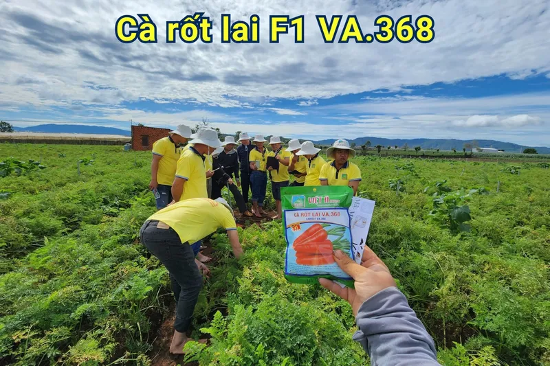 Sản phẩm CÀ RỐT LAI F1 VA.368 5 scaled — Việt á Seeds - Công Ty TNHH Phát Triển Nông Nghiệp Việt Á — MST 0106362578