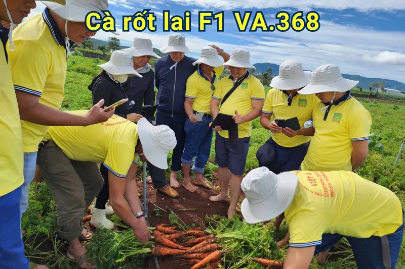 Sản phẩm CÀ RỐT LAI F1 VA.368 6 scaled — Việt á Seeds - Công Ty TNHH Phát Triển Nông Nghiệp Việt Á — MST 0106362578