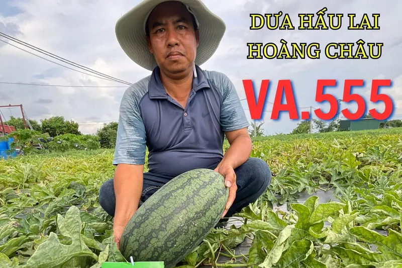 Sản phẩm CÀ RỐT LAI F1 VA.368 7 scaled — Việt á Seeds - Công Ty TNHH Phát Triển Nông Nghiệp Việt Á — MST 0106362578