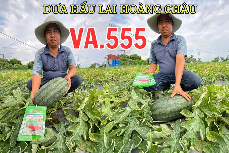 Sản phẩm CÀ RỐT LAI F1 VA.368 8 scaled — Việt á Seeds - Công Ty TNHH Phát Triển Nông Nghiệp Việt Á — MST 0106362578