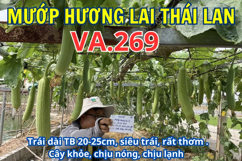Sản phẩm CÀ RỐT LAI F1 VA.368 900x600 — Việt á Seeds - Công Ty TNHH Phát Triển Nông Nghiệp Việt Á — MST 0106362578