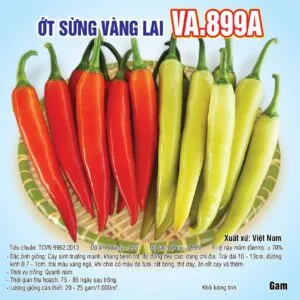 Sản phẩm 20240525 Ớt sừng 899a 300x300 — Việt á Seeds - Công Ty TNHH Phát Triển Nông Nghiệp Việt Á — MST 0106362578