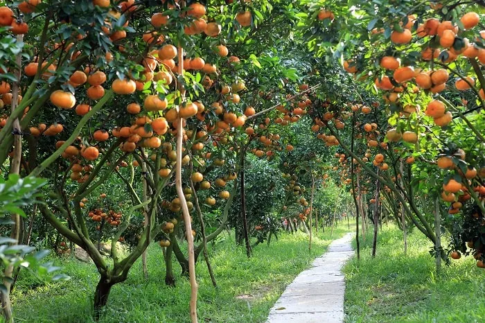 Sản phẩm Amthuc24h_HoaQua 1 1 — Công Ty TNHH ẩm Thực 24h — MST 0106566571