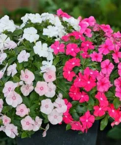 Sản phẩm hat giong hoa dua can 247x296 — Công Ty TNHH Đầu Tư Và Dịch Vụ Đức Thắng — MST 0106632739