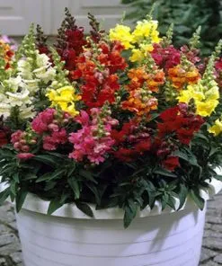 Sản phẩm hoa mom soi3 247x296 — Công Ty TNHH Đầu Tư Và Dịch Vụ Đức Thắng — MST 0106632739