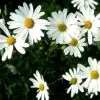 Sản phẩm cuc trang chrysanthemum6 100x100 — Công Ty TNHH Đầu Tư Và Dịch Vụ Đức Thắng — MST 0106632739