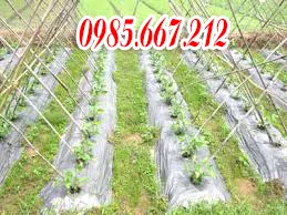 Sản phẩm 73 — Giấy Đại Thành - Công Ty TNHH Sản Xuất Và Phát Triển Thương Mại Đại Thành — MST 0106649789