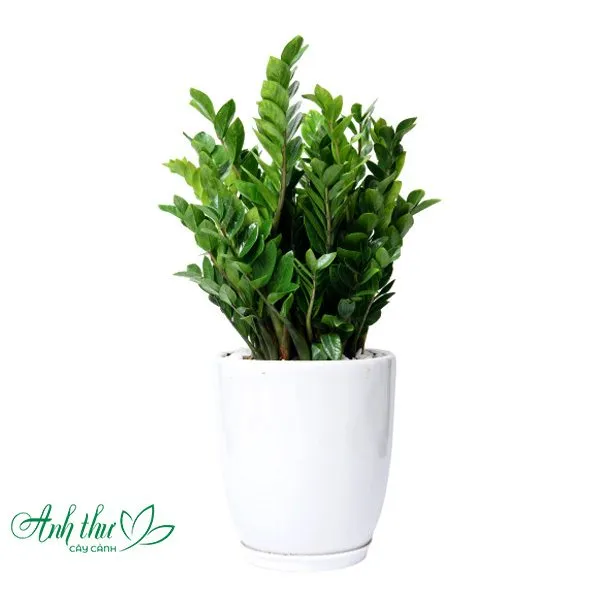 Sản phẩm Kim tien to — Công Ty TNHH Cây Cảnh Anh Thư — MST 0106682137
