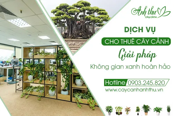 Sản phẩm dich vu cho thue cay canh ha noi — Công Ty TNHH Cây Cảnh Anh Thư — MST 0106682137