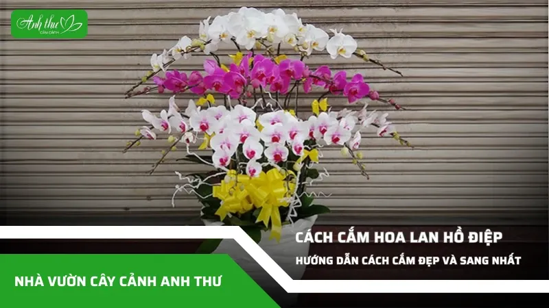 Sản phẩm anh dai dien ccat 328 — Công Ty TNHH Cây Cảnh Anh Thư — MST 0106682137