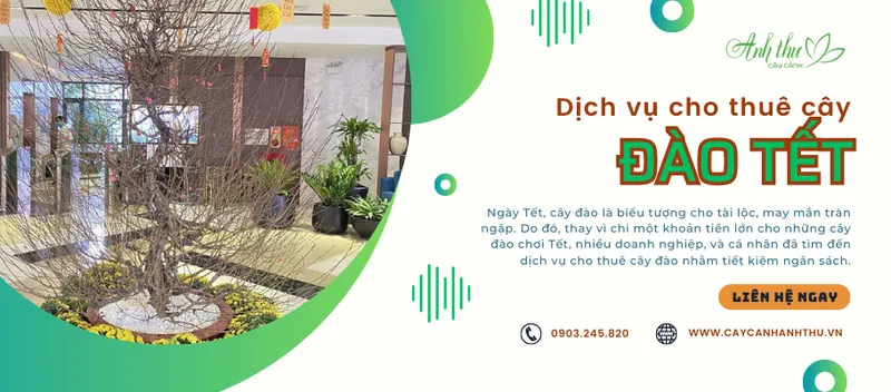 Sản phẩm dich vu cho thue cay dao tet — Công Ty TNHH Cây Cảnh Anh Thư — MST 0106682137