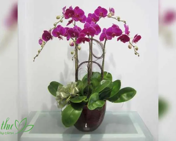 Sản phẩm lanhodiep4canh1 1 600x480 — Công Ty TNHH Cây Cảnh Anh Thư — MST 0106682137