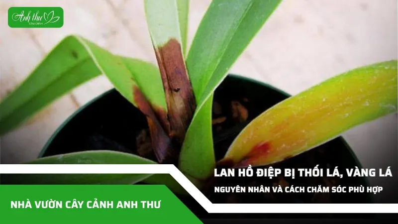 Sản phẩm anh dai dien ccat 304 — Công Ty TNHH Cây Cảnh Anh Thư — MST 0106682137