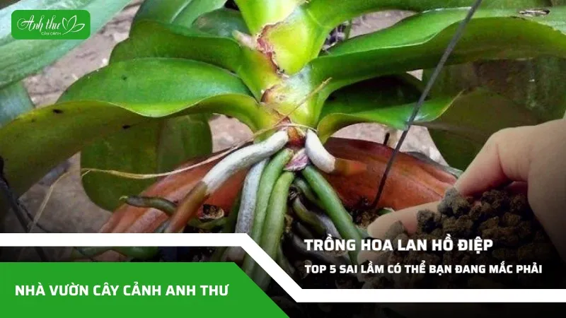 Sản phẩm anh dai dien ccat 306 — Công Ty TNHH Cây Cảnh Anh Thư — MST 0106682137
