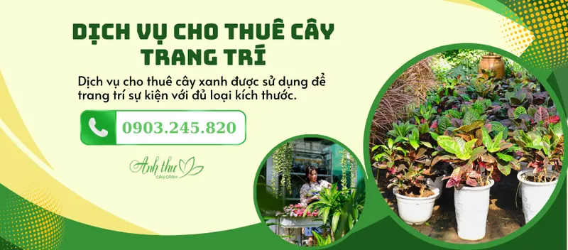 Sản phẩm dich vu cho thue cay trang tri — Công Ty TNHH Cây Cảnh Anh Thư — MST 0106682137