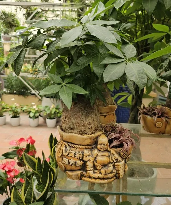 Sản phẩm cay kim ngan cu de ban 1 600x720 — Công Ty TNHH Cây Cảnh Anh Thư — MST 0106682137