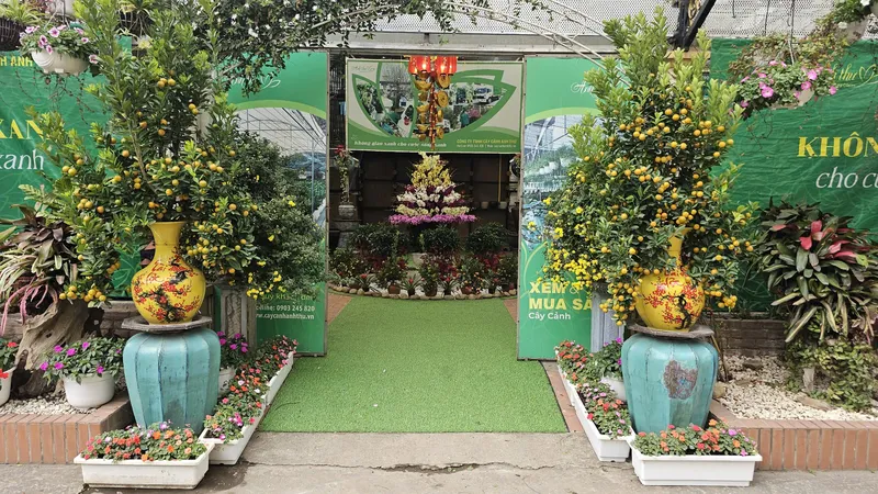 Sản phẩm cay canh tet 5 1 — Công Ty TNHH Cây Cảnh Anh Thư — MST 0106682137