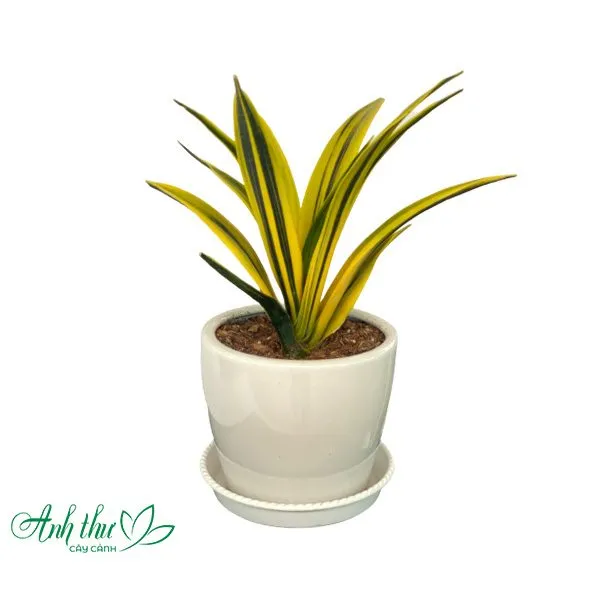 Sản phẩm Anh duong size nho 1 — Công Ty TNHH Cây Cảnh Anh Thư — MST 0106682137