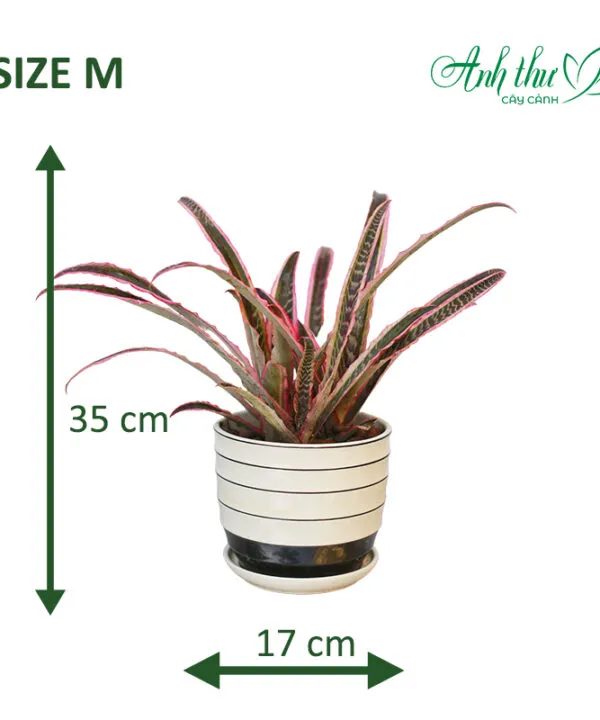 Sản phẩm Anh web size 2 1 600x720 — Công Ty TNHH Cây Cảnh Anh Thư — MST 0106682137