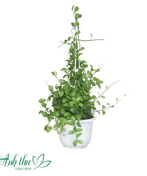 Sản phẩm Cay Do La 600x720 — Công Ty TNHH Cây Cảnh Anh Thư — MST 0106682137