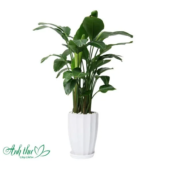 Sản phẩm Chuoi canh 1 — Công Ty TNHH Cây Cảnh Anh Thư — MST 0106682137