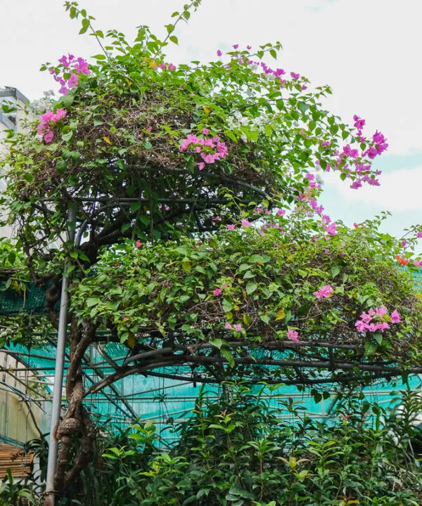 Sản phẩm DSF6116 600x720 — Công Ty TNHH Cây Cảnh Anh Thư — MST 0106682137