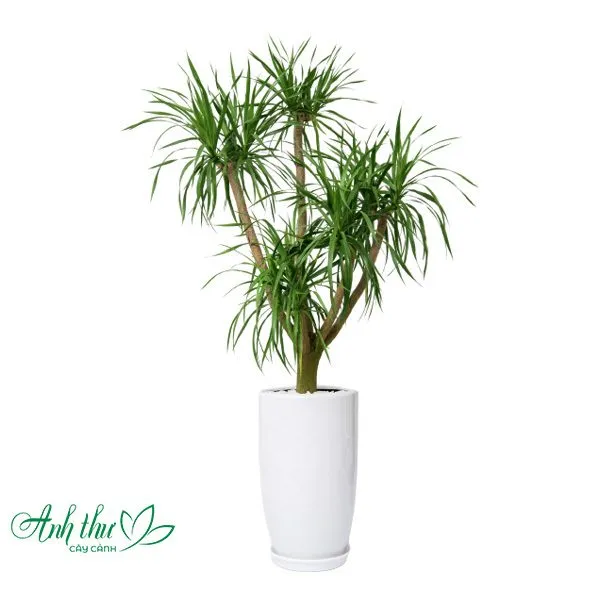 Sản phẩm Dai loc 3 — Công Ty TNHH Cây Cảnh Anh Thư — MST 0106682137