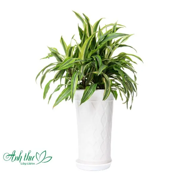 Sản phẩm Dai tu lan 1 1 — Công Ty TNHH Cây Cảnh Anh Thư — MST 0106682137