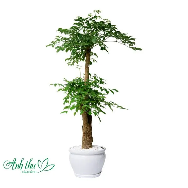 Sản phẩm Hanh phuc goc 1 — Công Ty TNHH Cây Cảnh Anh Thư — MST 0106682137