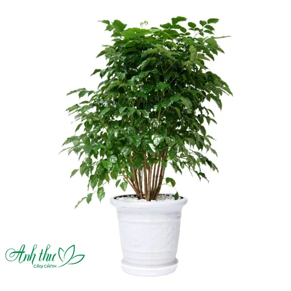 Sản phẩm Hanh phuc la 2 1 — Công Ty TNHH Cây Cảnh Anh Thư — MST 0106682137