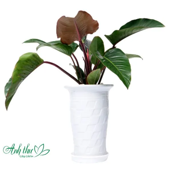 Sản phẩm Hoang de do 1 — Công Ty TNHH Cây Cảnh Anh Thư — MST 0106682137